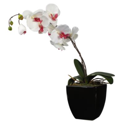 Orchid and Pot Statutory