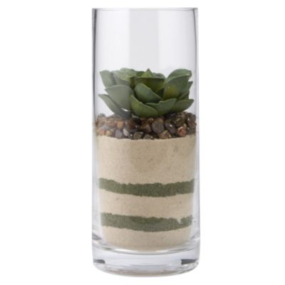 Tu Succulent in Tall Cylinder Vase