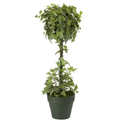 Bay Tree