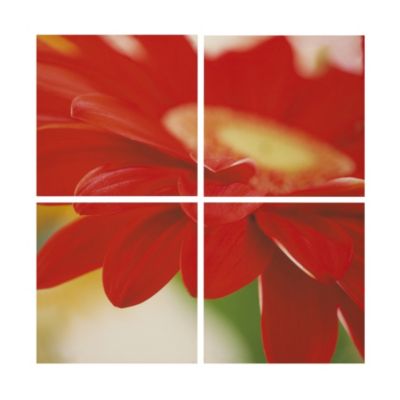 Large Gerbera Quad Canvas 80x80cm