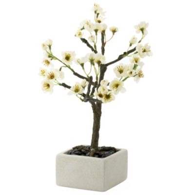 Tu Cream Blossom Bonsai Tree