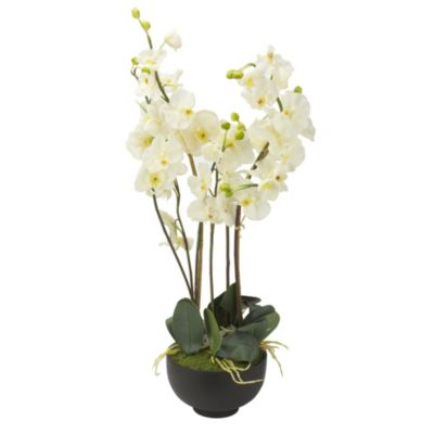 Large Potted Orchid