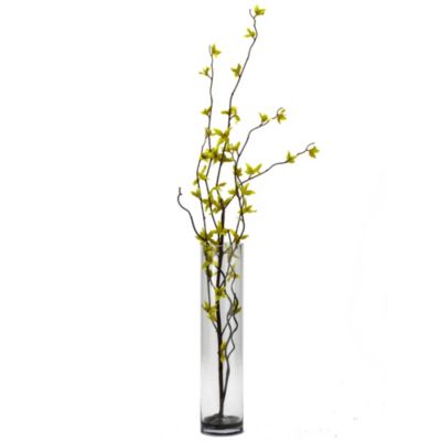 Green Forsythia in Cylinder Glass Vase