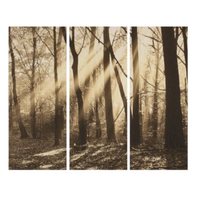 Sepia Forest Set of 3 Wall Art 120x100cm