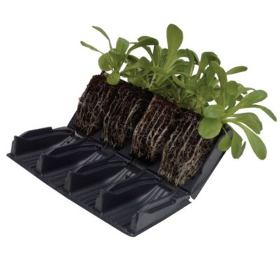 Haxnicks Rapid Rootainers