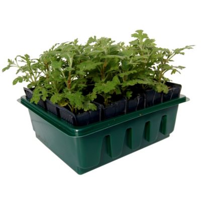 Haxnicks Compact Rapid Rootrainers