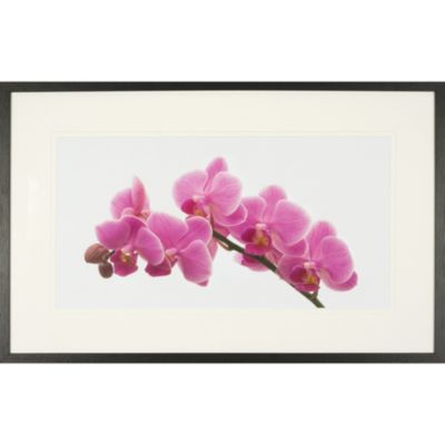 Framed Pink Orchid Picture