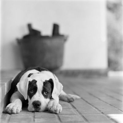 Arthouse Puppy Love Canvas 48x48cm