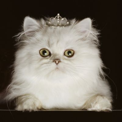 Arthouse Princess Kitten Canvas 50x50cm