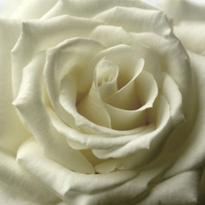 Cream Rose Square Canvas 48x48cm