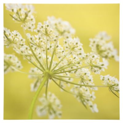 Cowslip Wall Art 48x48cm