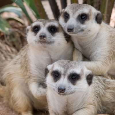 Knowsley Safari Park Family Ticket Gift Experience