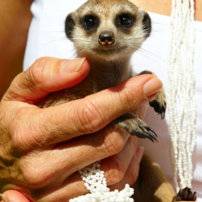 Meet the Meerkats for One Gift Experience